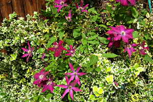 Clematis