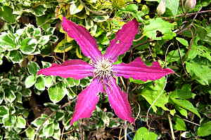 Clematis - Waldrebe - Juli 2008