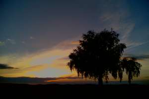 Abendrot mit Baum