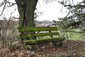 Holzbank unter Baum