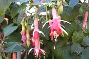 Fuchsien