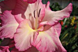 rosa Gladiole