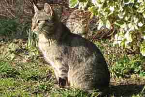 sitzende Katze in Wiese