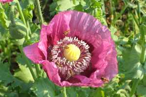 Mohnblume mit Insekten