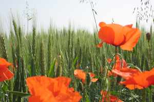 Mohnblumen im Feld