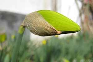 Blume vor der Blüte