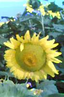 Sonnenblumen-Bild