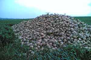 Zwiebel am Feld