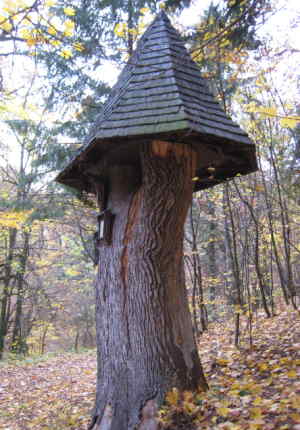Bildbaum Maissauer Schlosswald