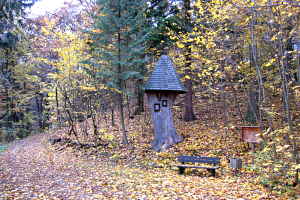 Bildbaum Maissauer Schlosswald