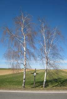 Kreuz zwischen 2 Birken