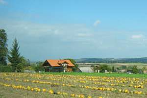 Kürbisfeld bei Gettsdorf